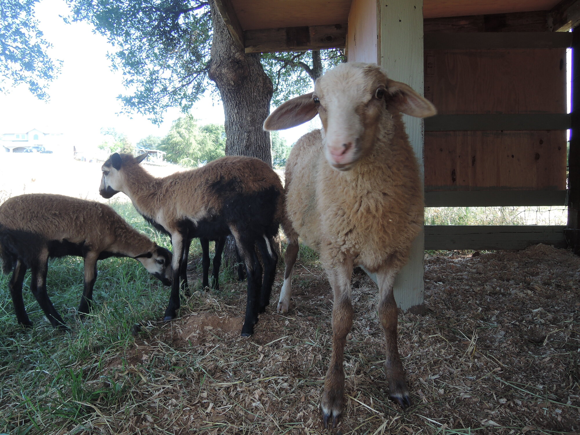 Ewes and Ram